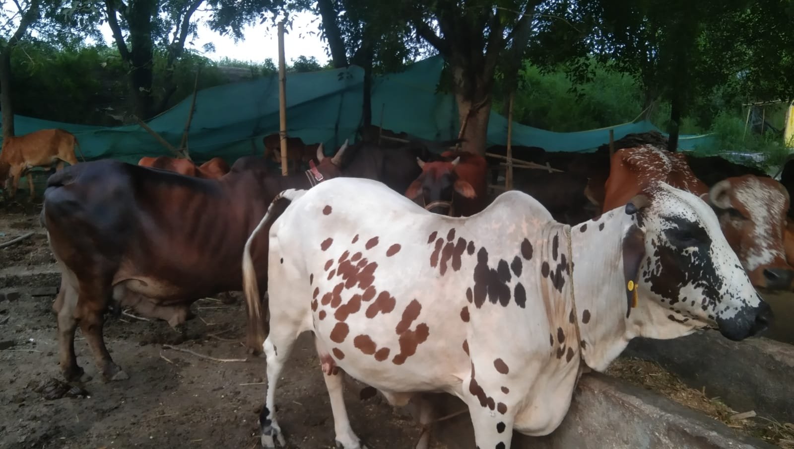 Beautiful white spotted desi cow at Shri Raje Gaushala