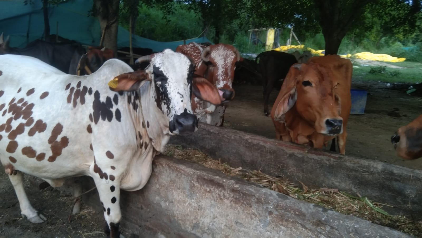 Desi cows at water trough in golden hour at gaushala